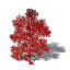 XfrogPlants Giant Sea Fan