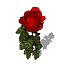 XfrogPlants Rose