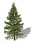 XfrogPlants Subalpine Fir