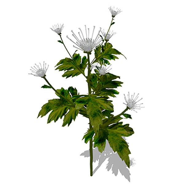 XfrogPlants Florist’s Chrysanthemum Stock Photography