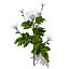 XfrogPlants Florist’s Chrysanthemum