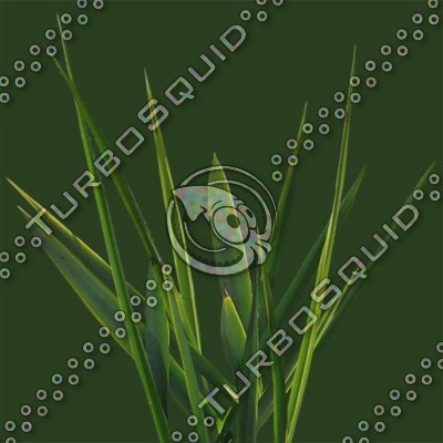 Grass_2.tga