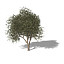 XfrogPlants French Tamarisk