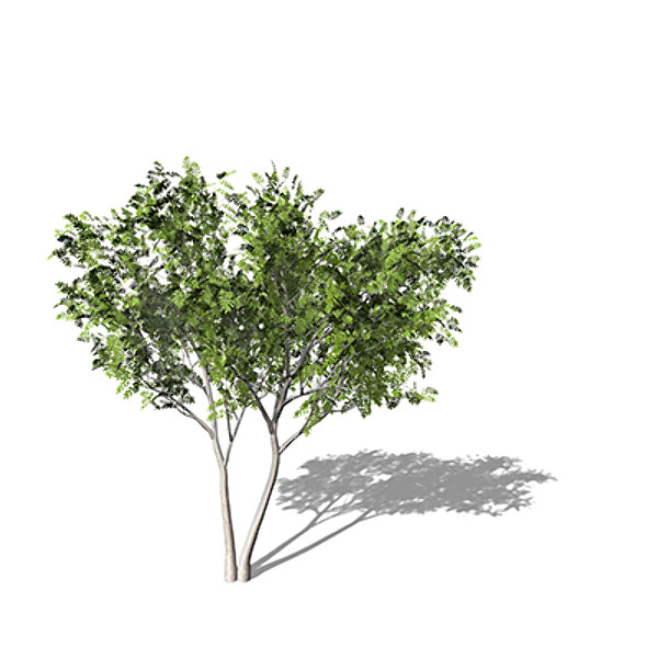 XfrogPlants European Mountain Ash 3D Models