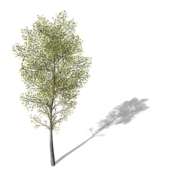 3d model xfrogplants balsam poplar tree - XfrogPlants Balsam Poplar by xfrog