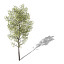 XfrogPlants Balsam Poplar