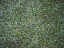 Grass Texture