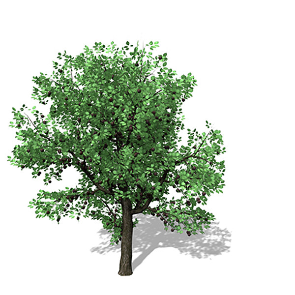 XfrogPlants Plum Tree 3D Models