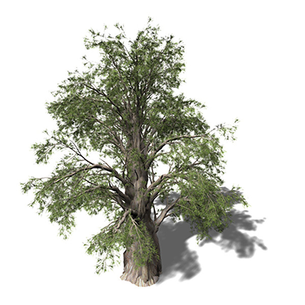 XfrogPlants Temple Juniper