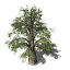 XfrogPlants Temple Juniper