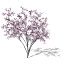 XfrogPlants Blossoming Judas Tree