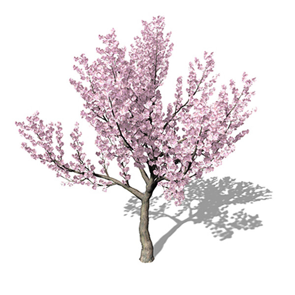 XfrogPlants Blossoming Kanzan Cherry