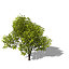 XfrogPlants Manna Ash