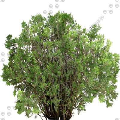 Bush_S_13.tga