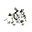 XfrogPlants White Clover