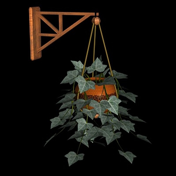 PL Hanging English Ivy