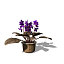 XfrogPlants African Violet