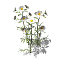 XfrogPlants German Chamomile