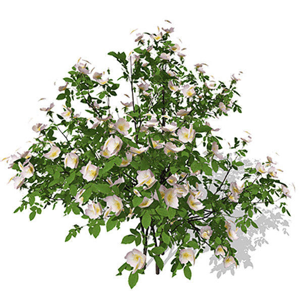 XfrogPlants Dog Rose 3D Models