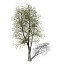 XfrogPlants Sweet Chestnut