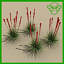 plant_red_yucca