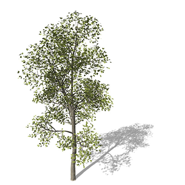 XfrogPlants Common Ash 3D Models