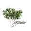 XfrogPlants European Mountain Ash EU