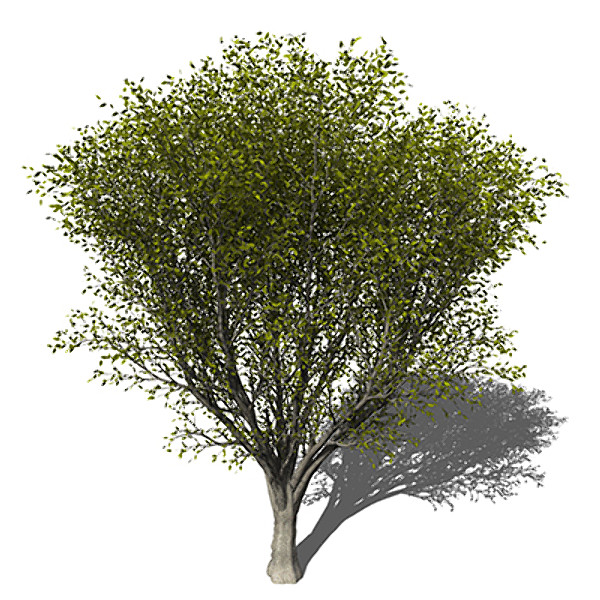 Japanese+zelkova+tree