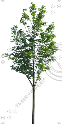 Euro_tree_5.tga