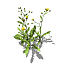 XfrogPlants Crepis biennis