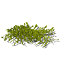 XfrogPlants Feather Caulerpa