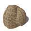 XfrogPlants Honeycomb Coral