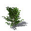 XfrogPlants Coffee tree