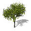 XfrogPlants Italian Maple