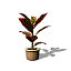 XfrogPlants Croton Petra