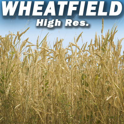 Wheat Field Texture High Resolution Texture Maps