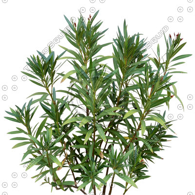 Bush_Tr_32.tga