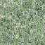Grass1.jpg