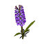 XfrogPlants Hyacinth