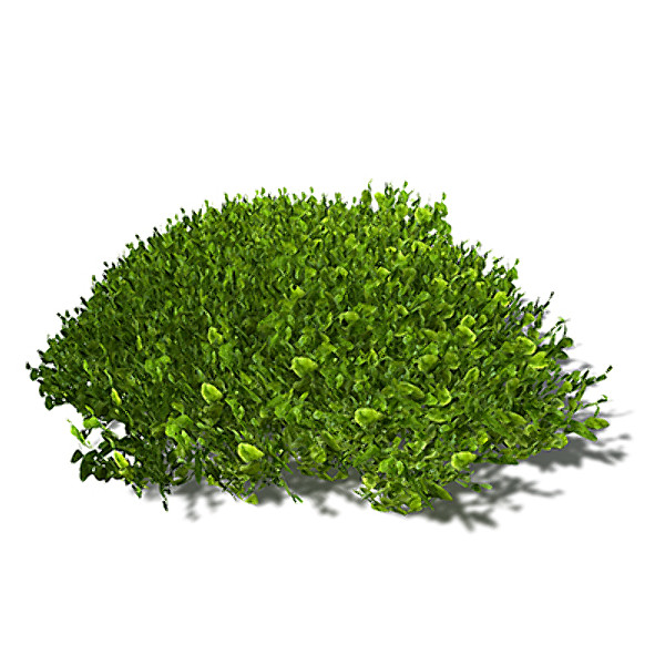 XfrogPlants Halimeda Texture Maps