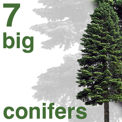 7 big conifers