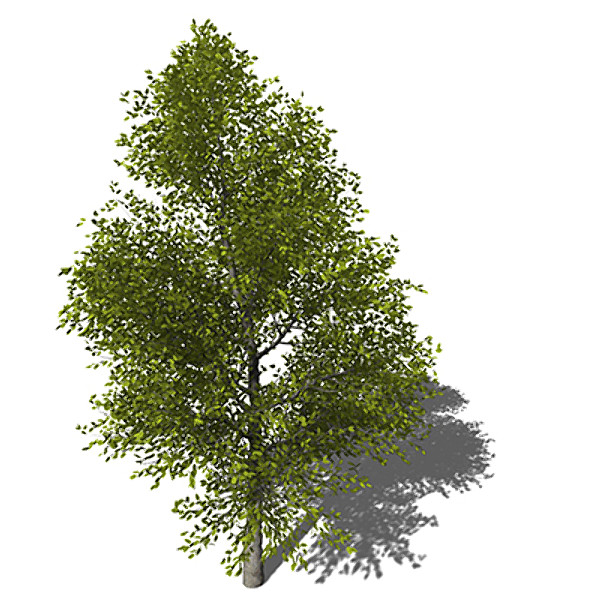 XfrogPlants Japanese Hop Hornbeam 3D Models