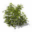 XfrogPlants Blossoming Kousa Dogwood