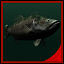 Largemouth Bass