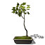 XfrogPlants Bonsai Field Maple