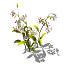 XfrogPlants Lilium lancifolium