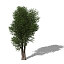 XfrogPlants Laurel