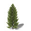 XfrogPlants Oriental Spruce