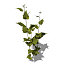 XfrogPlants Garlic Mustard