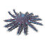 XfrogPlants Crown-of-Thorns Starfish